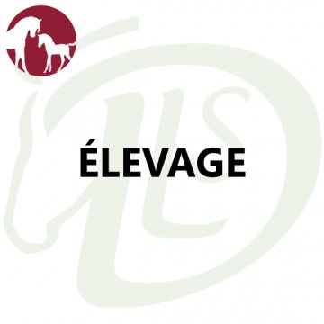 Elevage